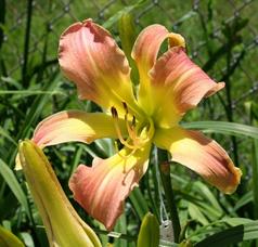 WHIP CITY JOCELYN SPRAGG